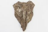 Fossil Mosasaur (Platecarpus) Skull Bone - Kansas #197610-2